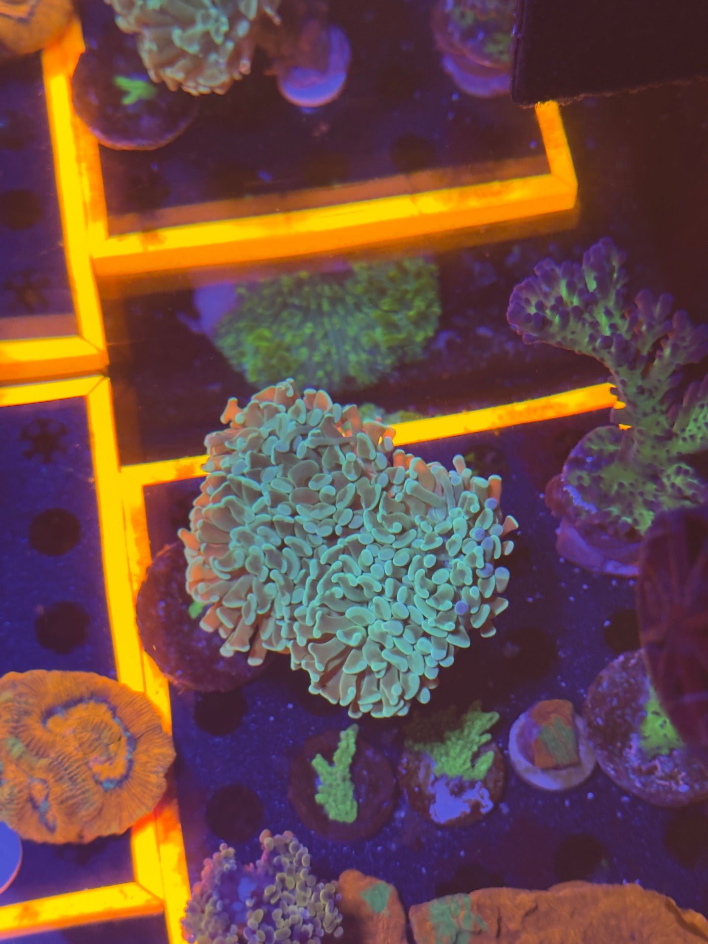 Teal Green 4 Headed Hammer Coral - WYSIWYG